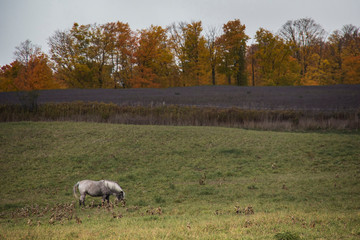 horse in meadow in fall