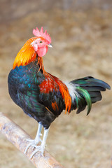Colorful free range cock resting on a wooden pole