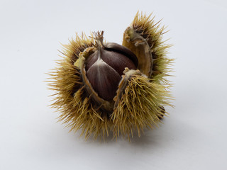 Open spiny chestnut cupule with chestnuts visible inside