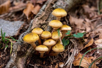mushrooms in the forest