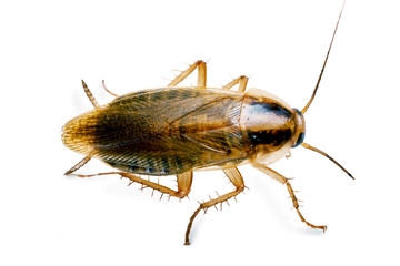 Above view of a red cockroach macro isolated on the white background with shadows. A disgusting...