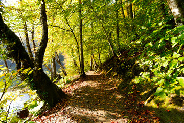 footpath in forest with fallen autumn leaves