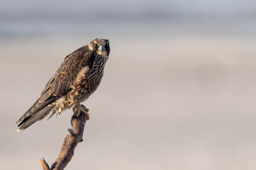 Peregrine Falcon perched on the beach.