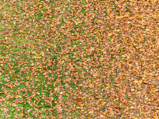 abstract picture with beautiful leaf pattern on the ground, top view, suitable for background