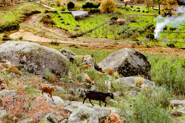 Iberian Goats Grazing Among The Fields Of Grass Of Valley In The Freillo. December 15, 2018. El Raso Avila Castilla Leon Spain Europe. Travel Tourism Street Photography.