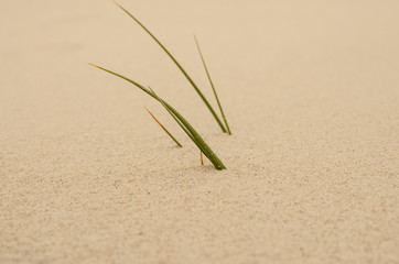 amrum dühnen