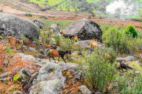 Iberian Goats Grazing Among The Fields Of Grass Of Valley In The Freillo. December 15, 2018. El Raso Avila Castilla Leon Spain Europe. Travel Tourism Street Photography.