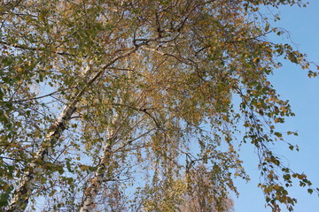 autumn birch leaf in the sun