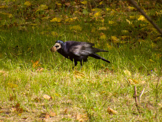 Black crow with walnut