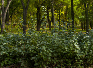 Fototapeta premium trees in the forest