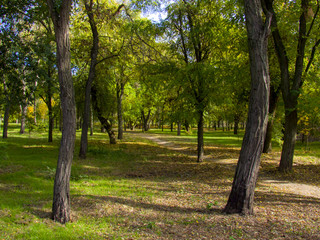 Fototapeta premium autumn in the park