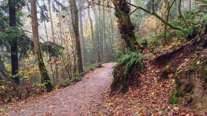 TransCanada Trail on a foggy day in Fall - Burnaby Mountain near Simon Fraser University