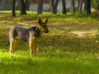 dog on the grass