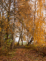 landscape with sunrise, mist over lake, blurred background, silhouette of trees in the foreground
