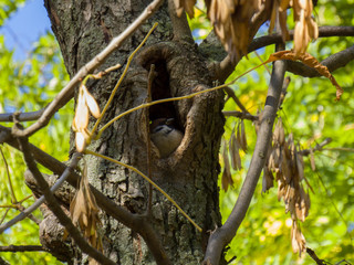 Sparrow in the hollow