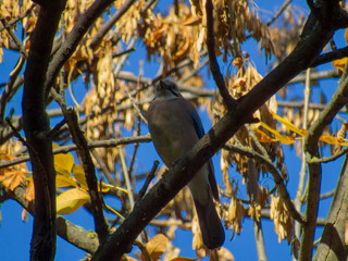 Jay on a branch