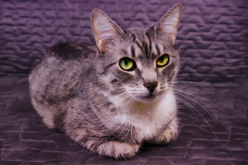 A beautiful cat with green eyes sits on a gray chair