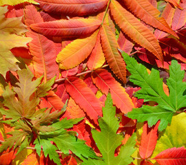 Colorful fallen autumn leaves.