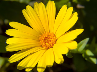 yellow flower