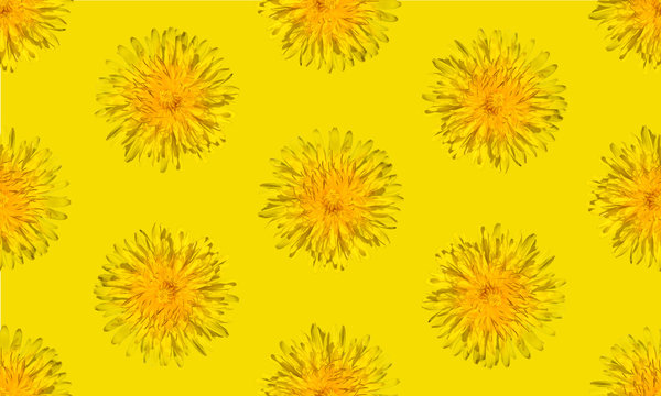 Seamless yellow flower patterm. Dandelion flower summer background close up.