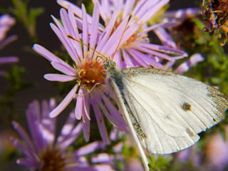 butterfly on flower