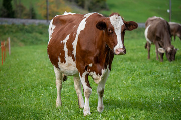 Fototapeta na wymiar holstein cow in a field