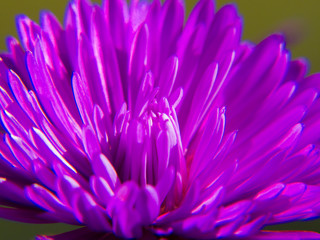 closeup of purple flower