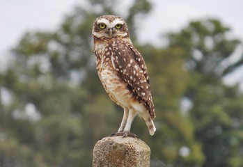 Athene cunicularia - lechuza de campo