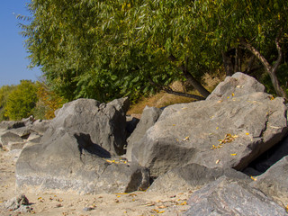 Tree and stone on beach