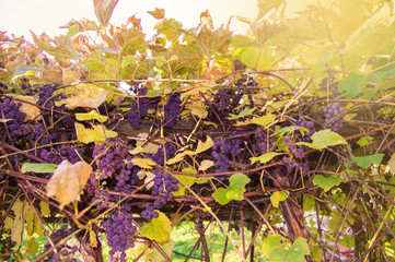 Clusters of purple fragrant wine grapes hang and ripen among the vines in the garden against the...