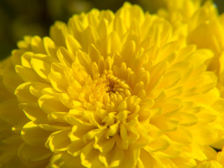 closeup of yellow flower