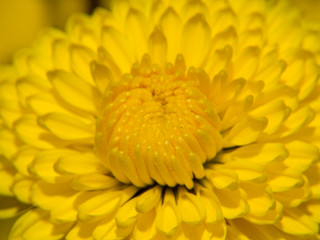 closeup of yellow flower