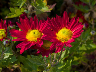 flower in the garden