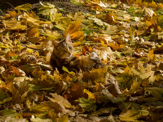 Cat on autumn leaves