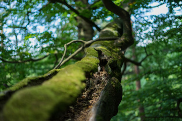 gespaltener baum