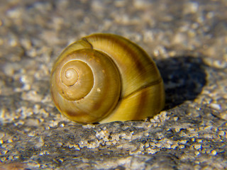 snail on stone
