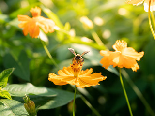 A Honey bee collecting pollen from a flower