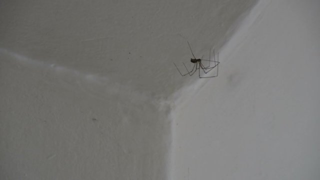 Long Legs Spider - Cellar Spider - Dady Long Legs Spider (Pholcidae) on The White Wall