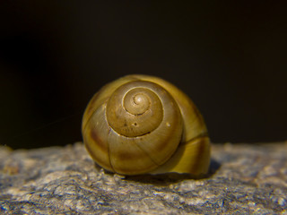 snail on stone