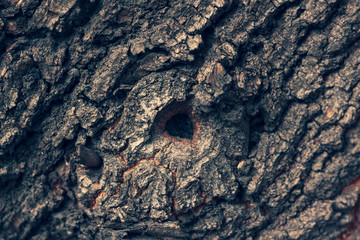 tree bark close-up, with a recess in the center