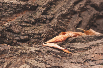 a few dried autumn leaves lie on the bark of a tree
