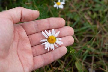 Daisy clamped in the palm of your hand