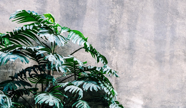  Philodendron in the garden Tropical leaves background