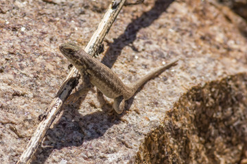 Wyoming Desert Lizard