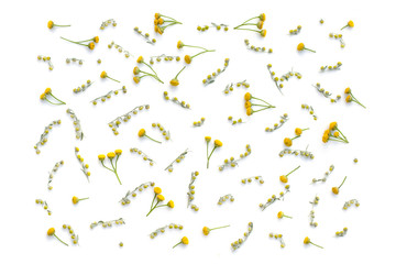 Healing herbs set. Medicinal plants and flowers. Wormwood, tansy, spice clove. Medicinal plant on a white background. Flat lay, top view