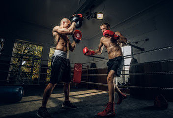 Couple of young boxers has a competition on the ring at fighting studio.