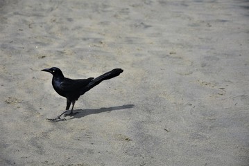 Un cuervo buscando comida en la playa 