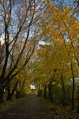 Autumn alley with yellow leaves on trees and fallen on the track on a sunny day. Autumn landscape in a city park