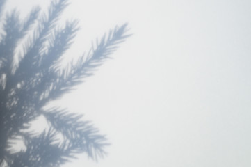 Obraz premium shadow from a christmas tree branch on a white-gray background of a textured surface of a wall or table. space for text
