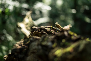 wald close up